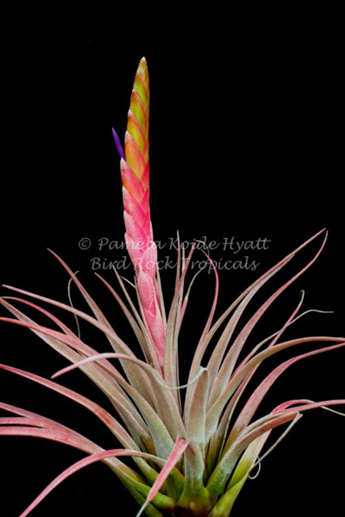 Tillandsia Dagger - (T. chiapensis x tricolor)