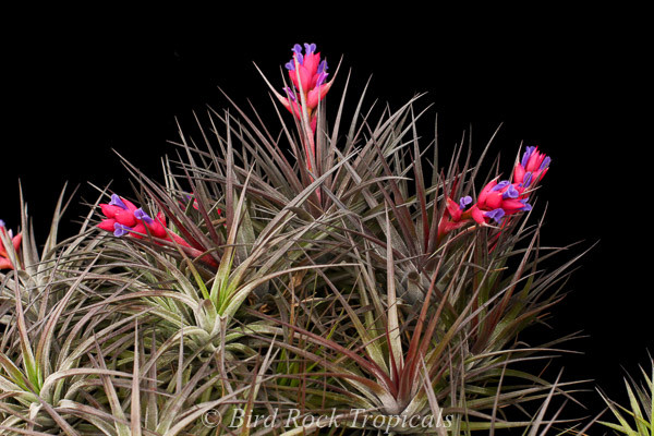 Tillandsia Dark Star - Bird Rock Tropicals