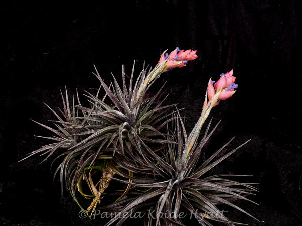 Tillandsia Dark Star - Bird Rock Tropicals