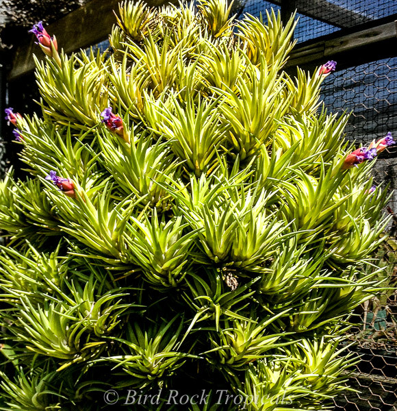 Tillandsia neglecta (green form) - Bird Rock Tropicals