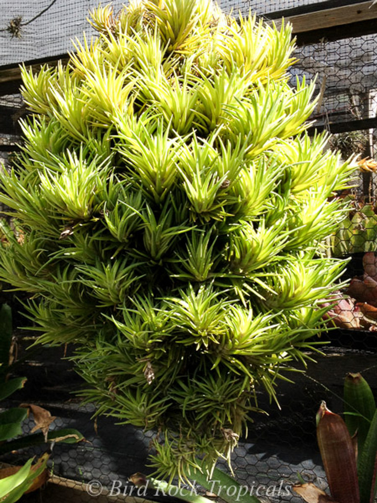 Tillandsia neglecta (green form)