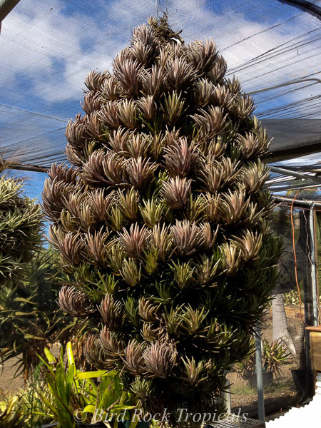 Tillandsia neglecta (red/bronze form) - Bird Rock Tropicals