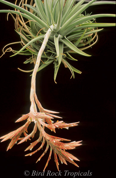 Tillandsia didisticha - Bird Rock Tropicals