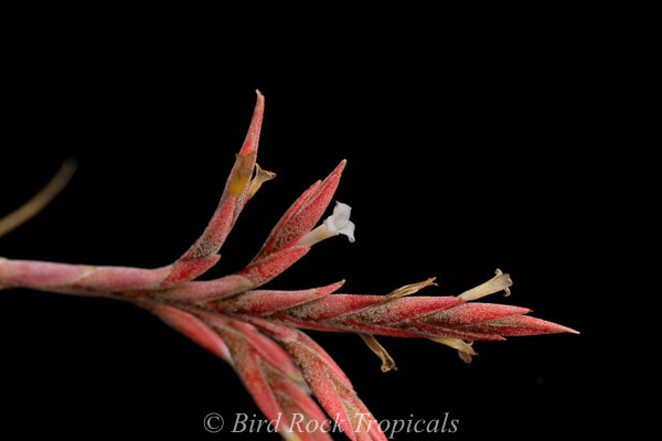 Tillandsia didisticha - Bird Rock Tropicals