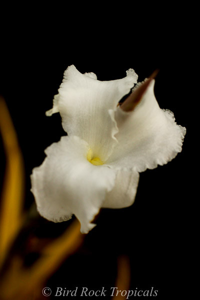 Tillandsia xiphioides - Bird Rock Tropicals