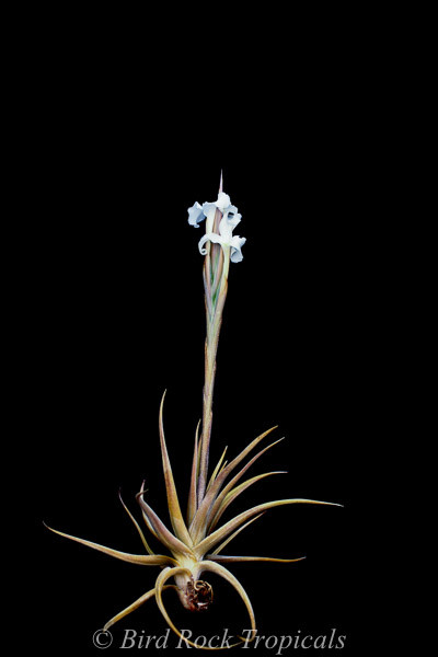 Tillandsia xiphioides - Bird Rock Tropicals