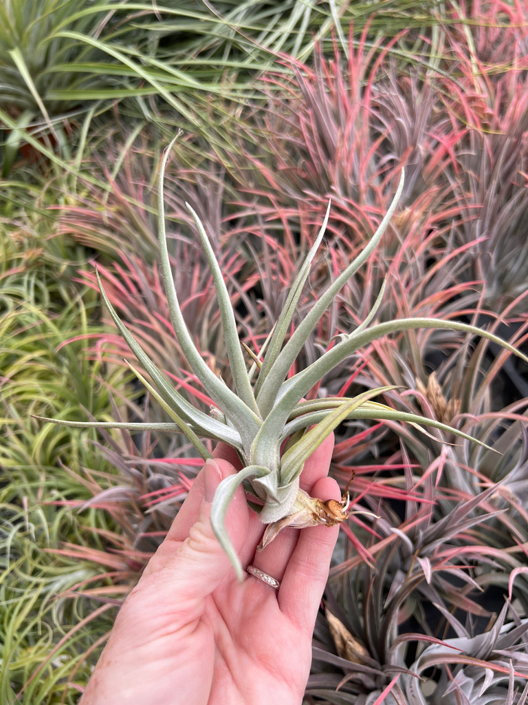 Tillandsia xiphioides