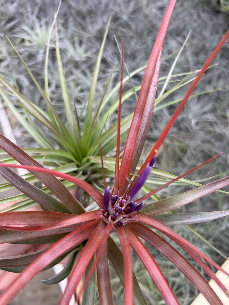 Tillandsia brachycaulos, Costa Rica