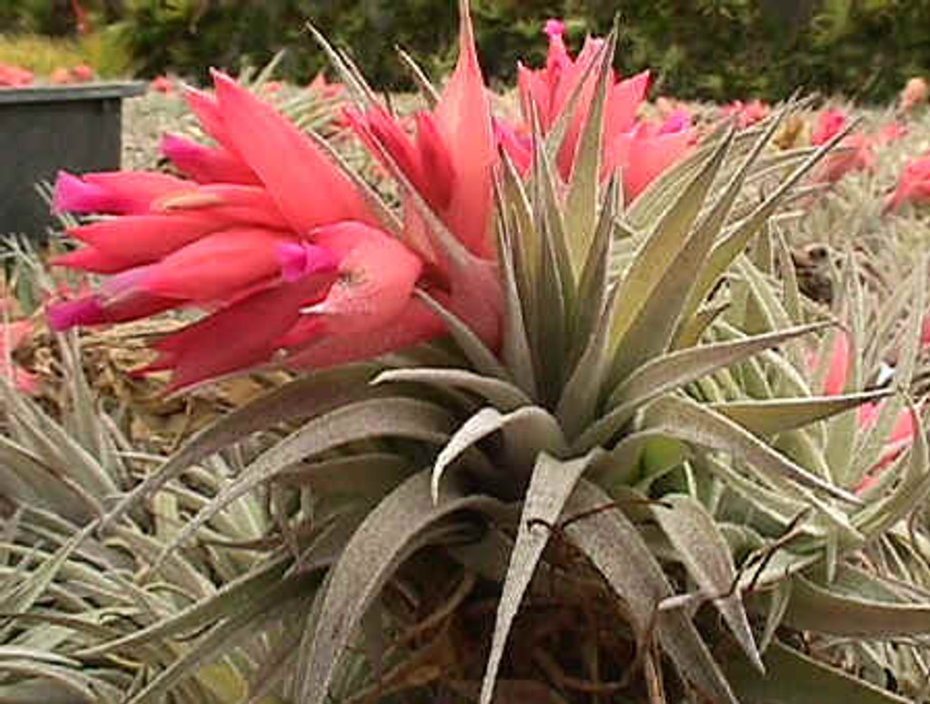 Tillandsia roseiflora