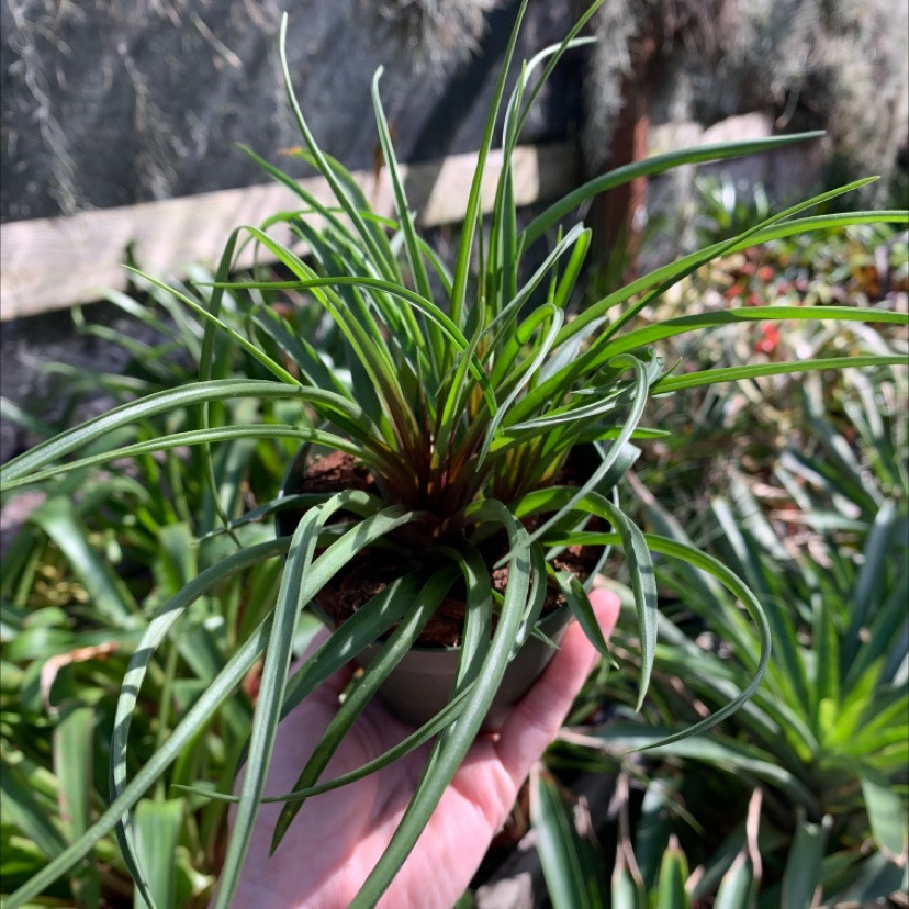 Wallisia (Tillandsia) cyanea v. cyanea - Bird Rock Tropicals