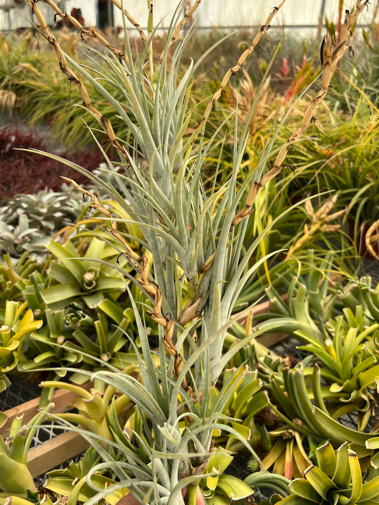 Tillandsia dasyliriifolia