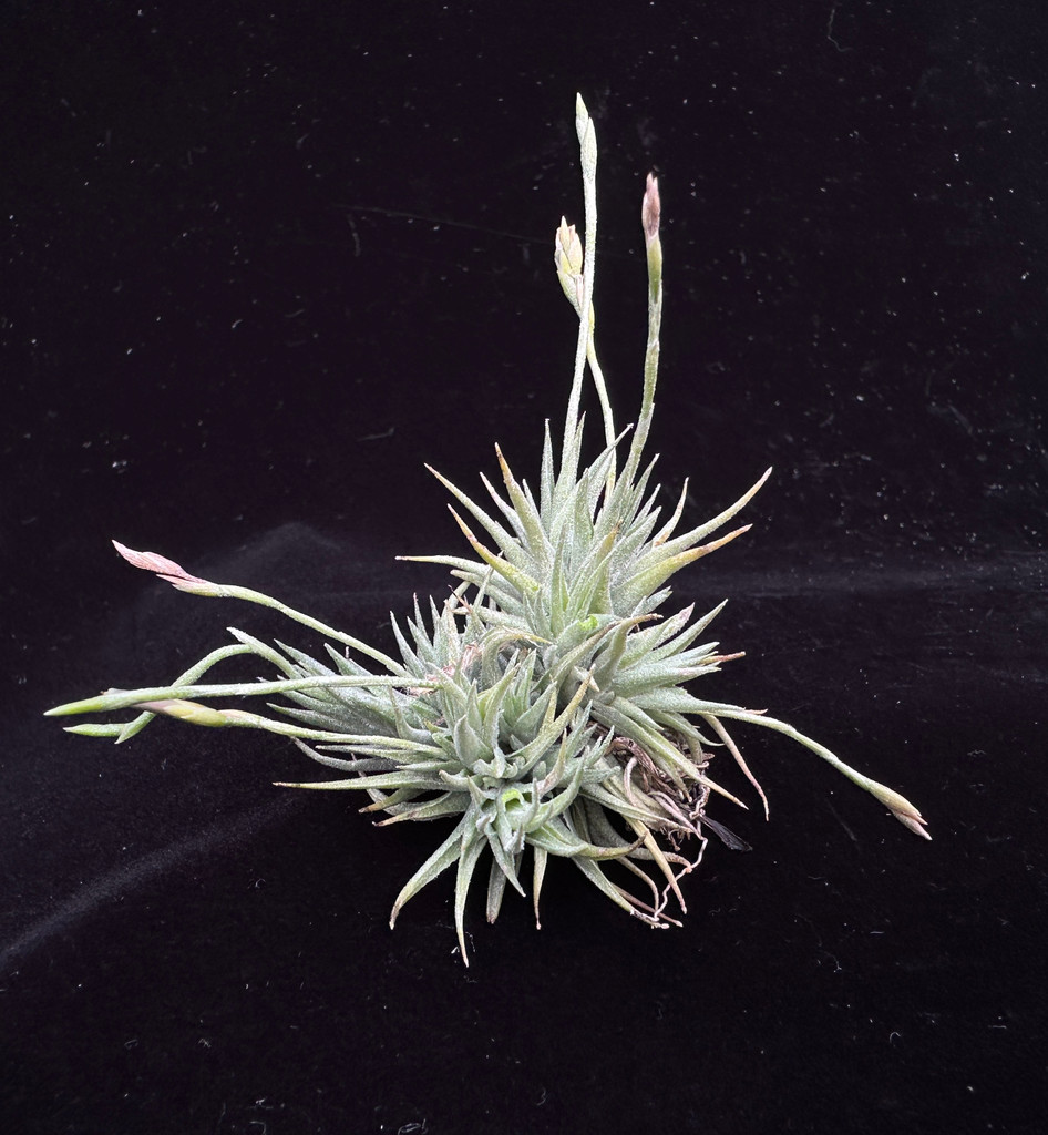 Tillandsia loliacea (ロリアセア) Tillandsia loliacea - Bird Rock Tropicals