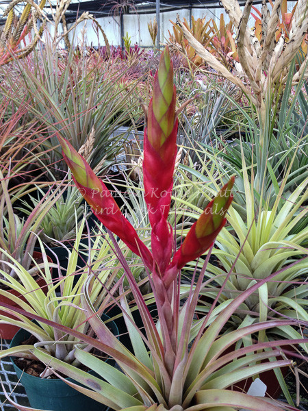 Tillandsia fasciculata v. fasciculata - Bird Rock Tropicals