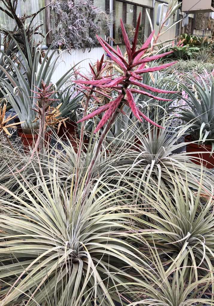 Tillandsia pseudo-floribunda (Peru)