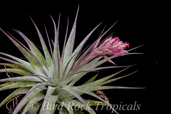 Tillandsia gardneri v. gardneri - Bird Rock Tropicals