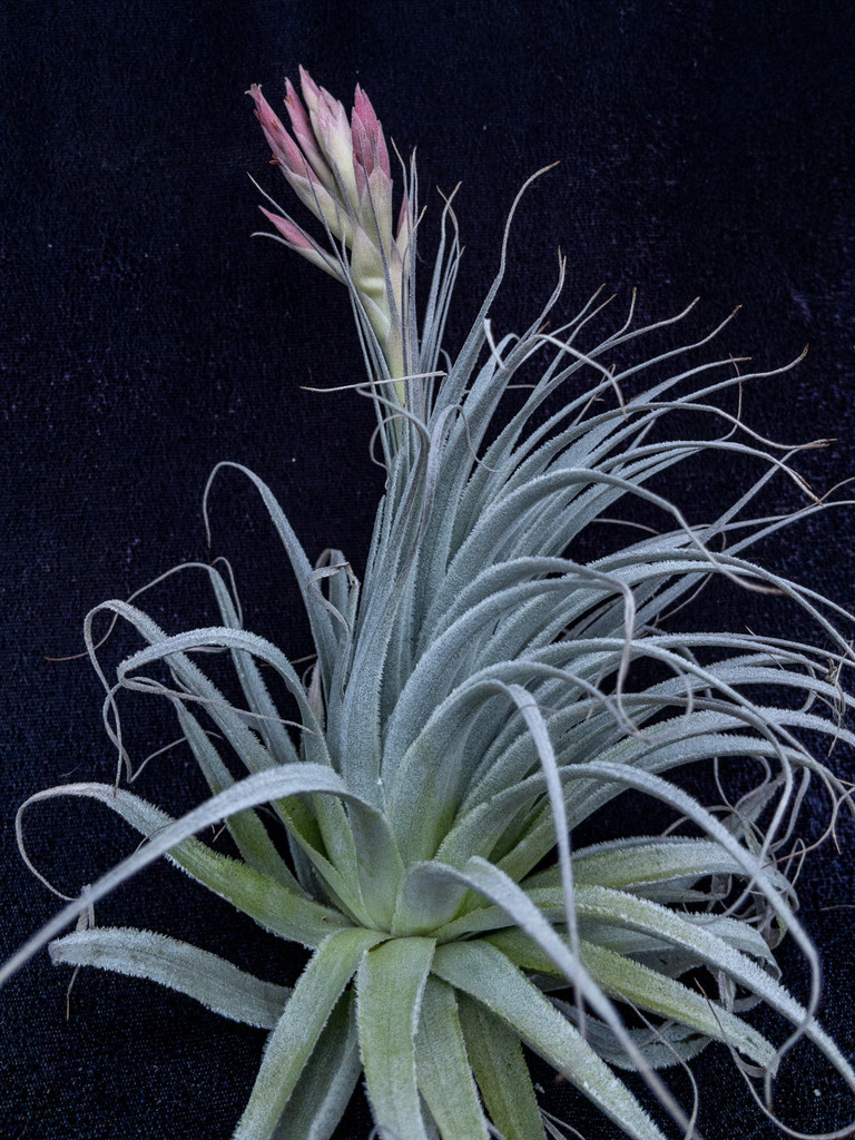 Tillandsia gardneri v. rupicola