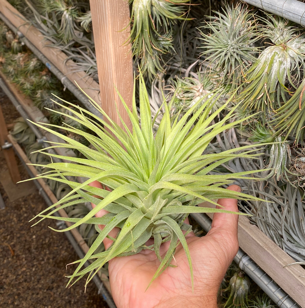 Tillandsia geminiflora (large clone)