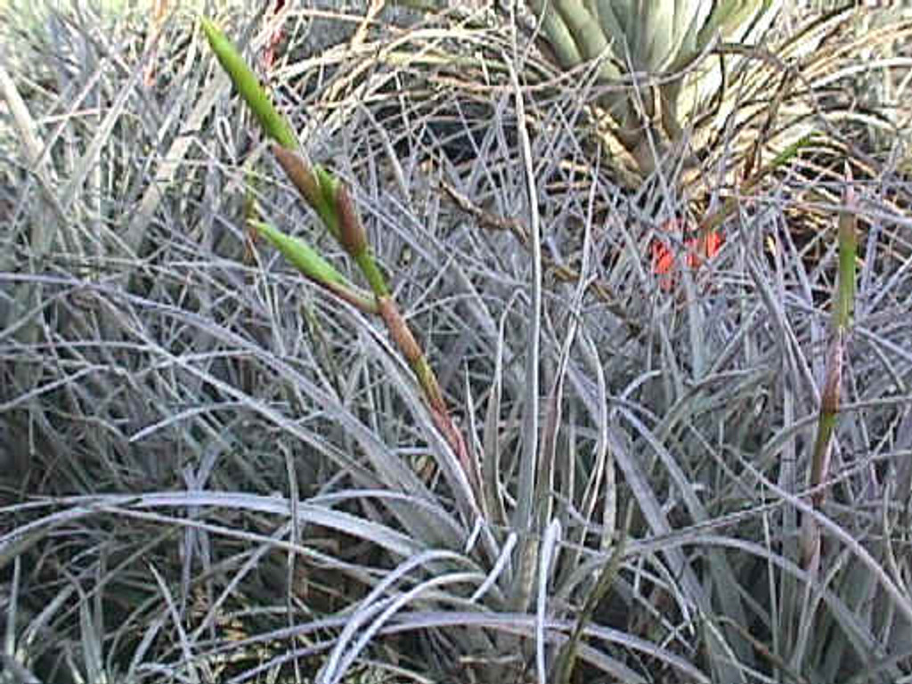 Tillandsia karwinskyana