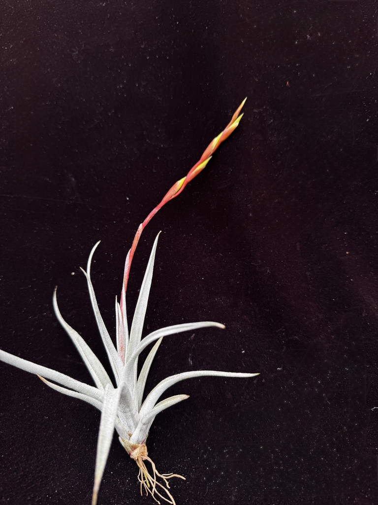 Tillandsia karwinskyana