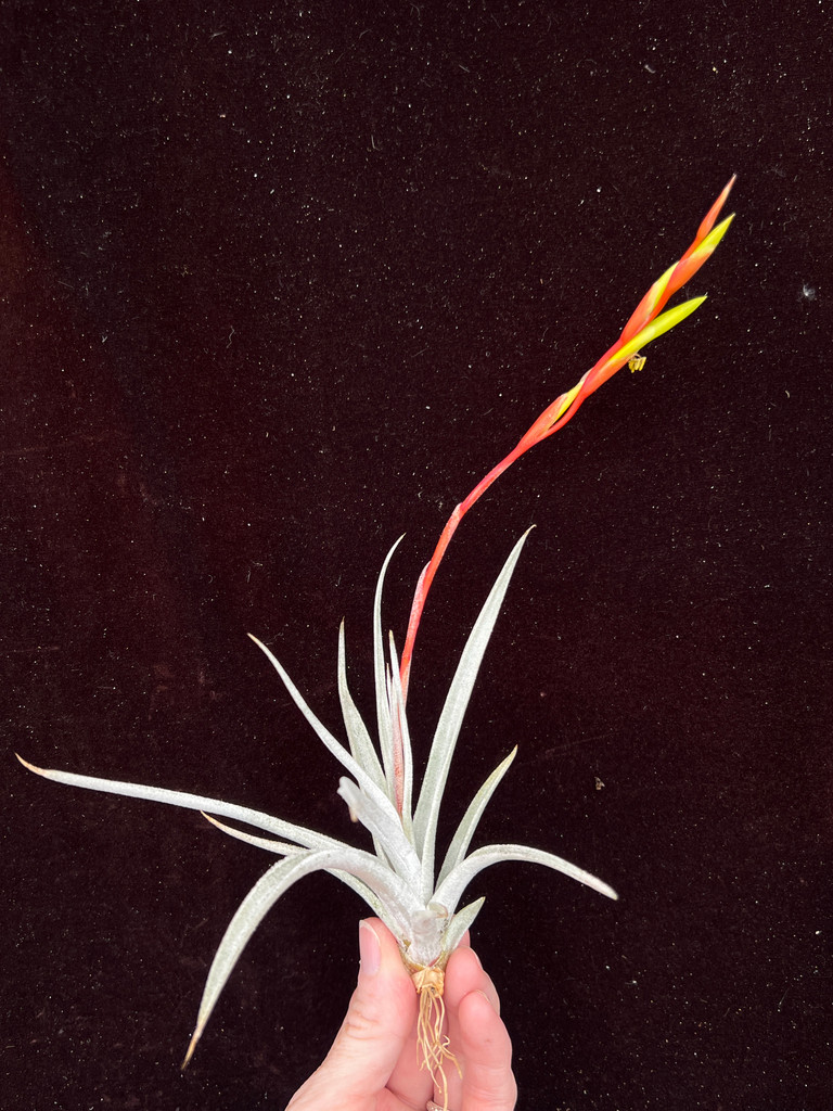 Tillandsia karwinskyana
