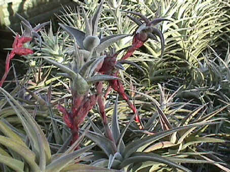 Tillandsia latifolia 'Graffiti' - Bird Rock Tropicals