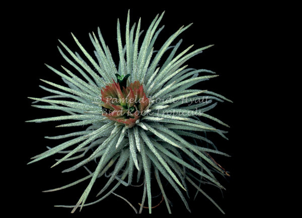 Tillandsia mauryana - Bird Rock Tropicals