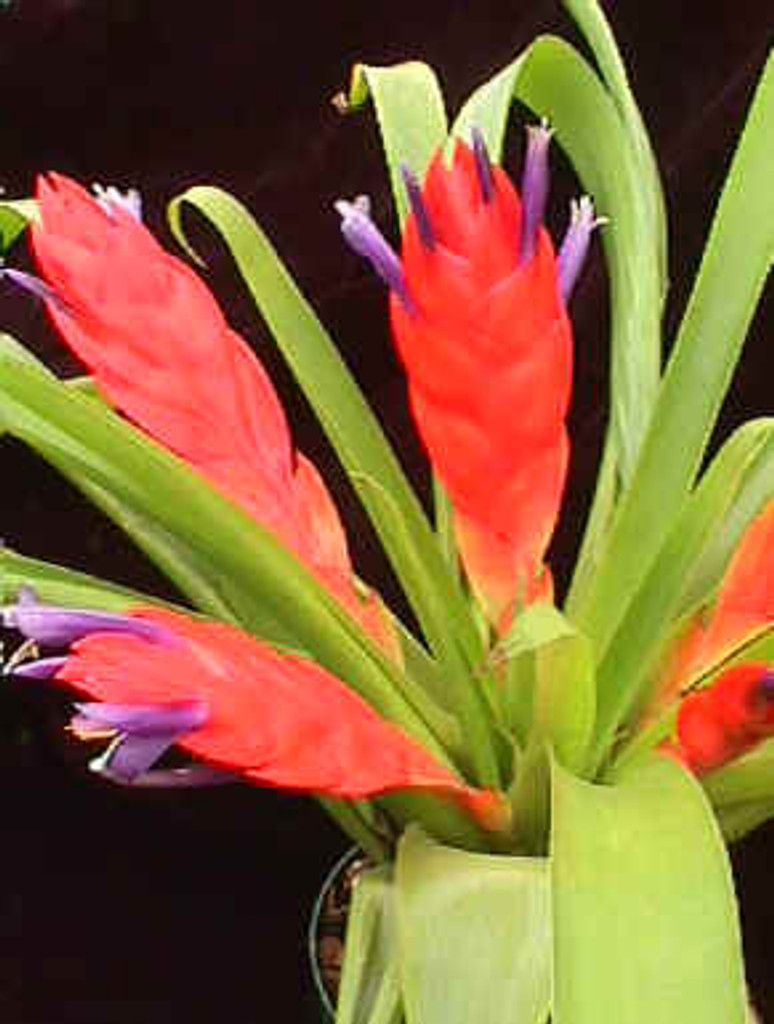 Tillandsia multicaulis