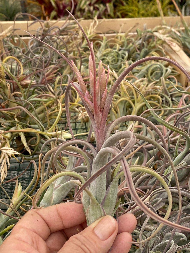 Tillandsia paucifolia (Mexico)