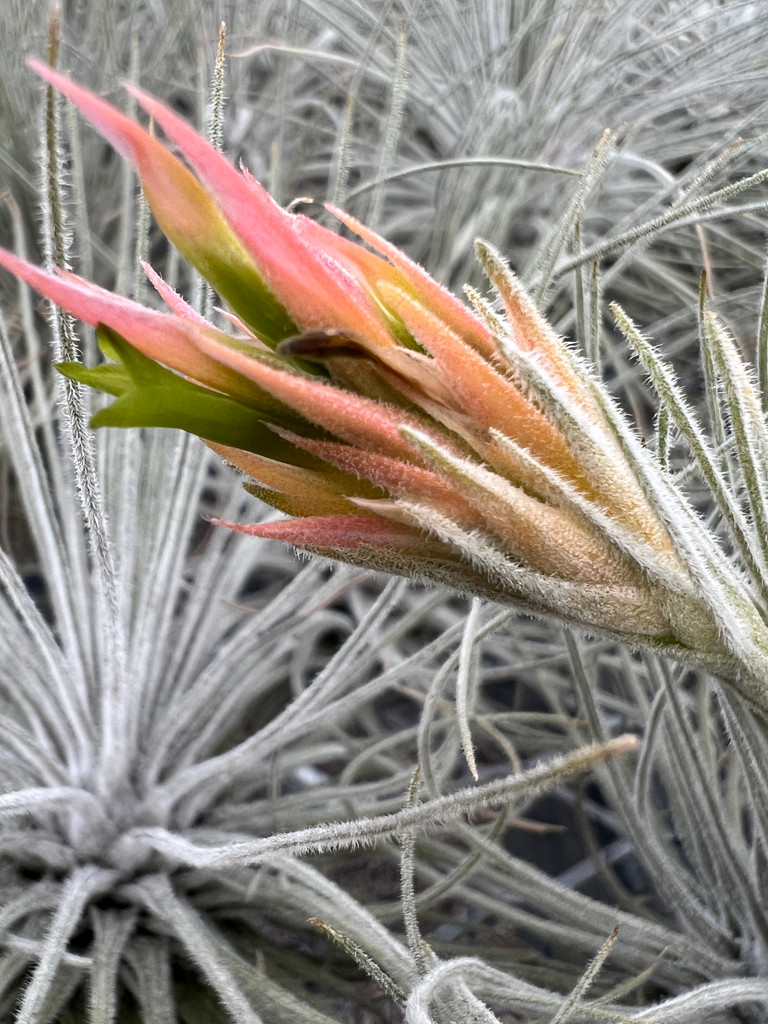 Tillandsia plumosa