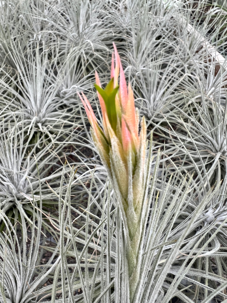 Tillandsia plumosa