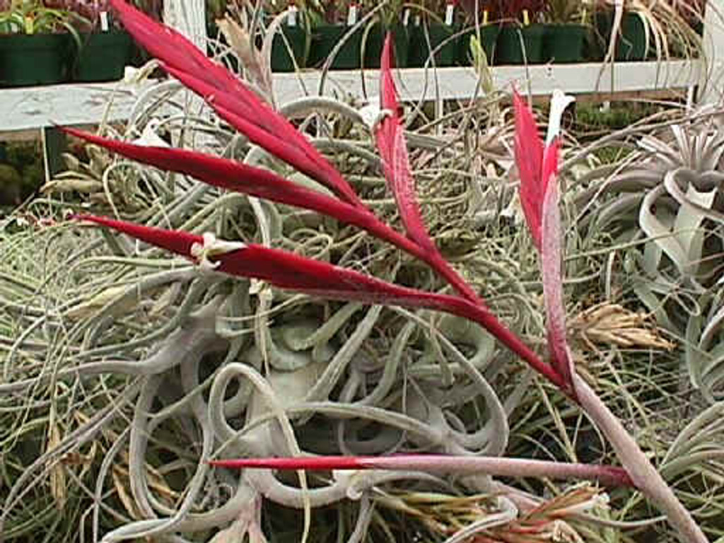 Tillandsia lorentziana