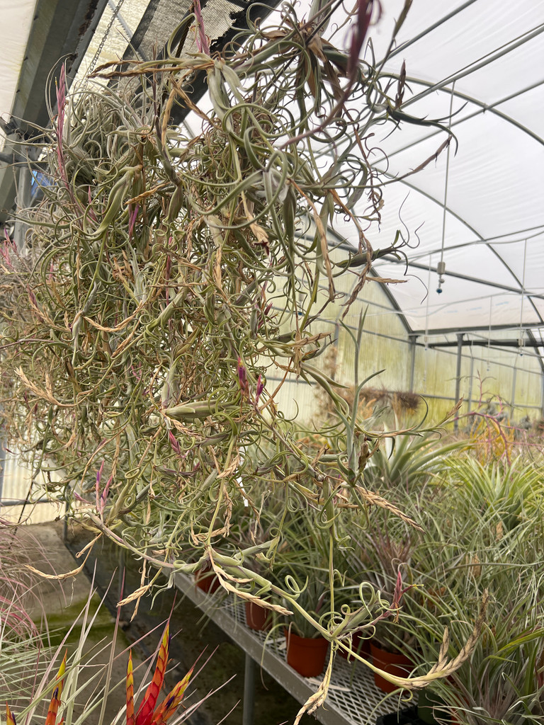 Tillandsia intermedia (T. paucifolia subsp. schubertii)