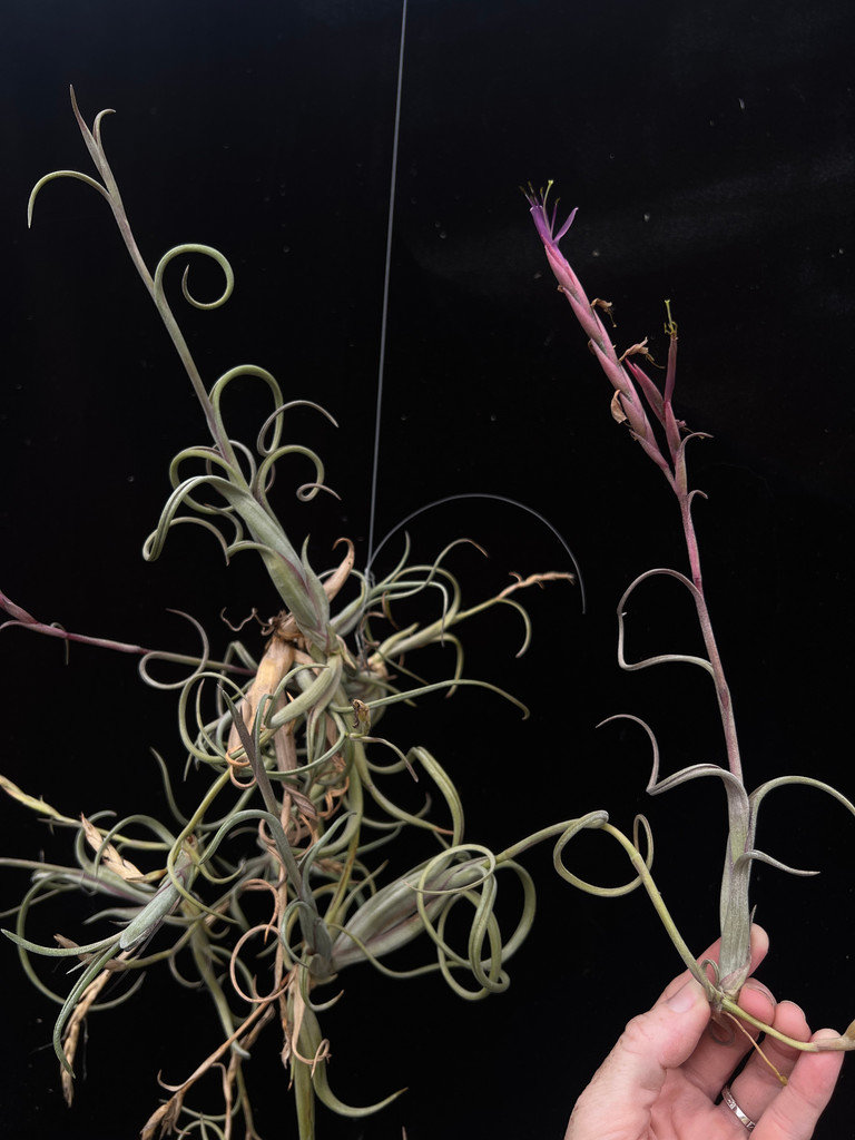 Tillandsia intermedia (T. paucifolia subsp. schubertii)