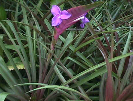Wallisia pretiosa - Bird Rock Tropicals