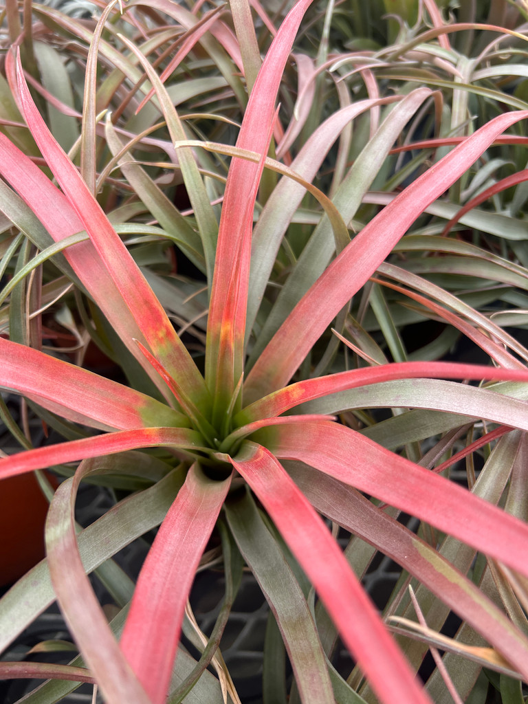 Tillandsia capitata var guzmanioides