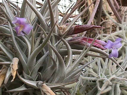 Tillandsia gerdae
