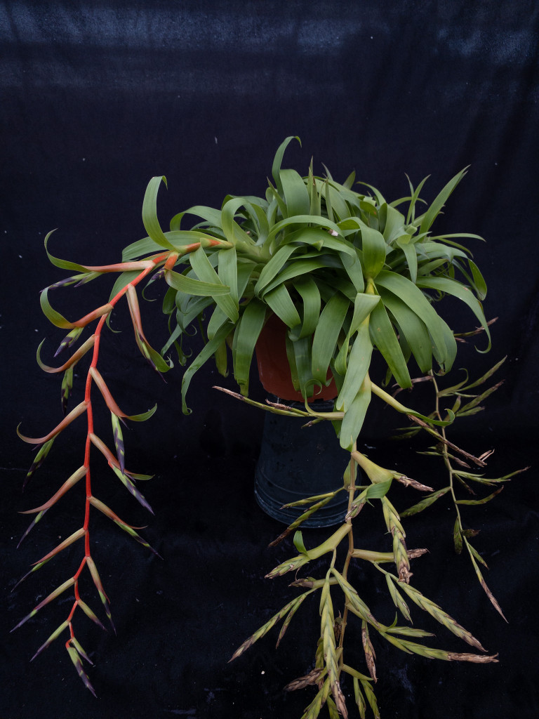 Tillandsia leiboldiana, (pendant)