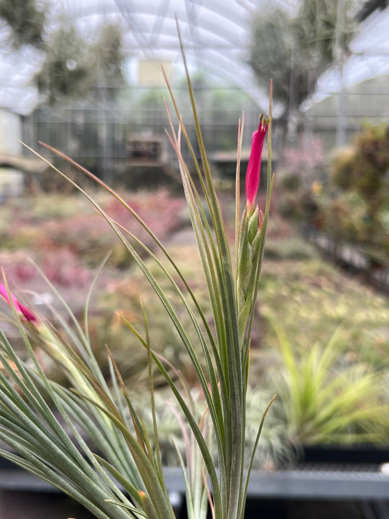 Tillandsia pseudosetacea