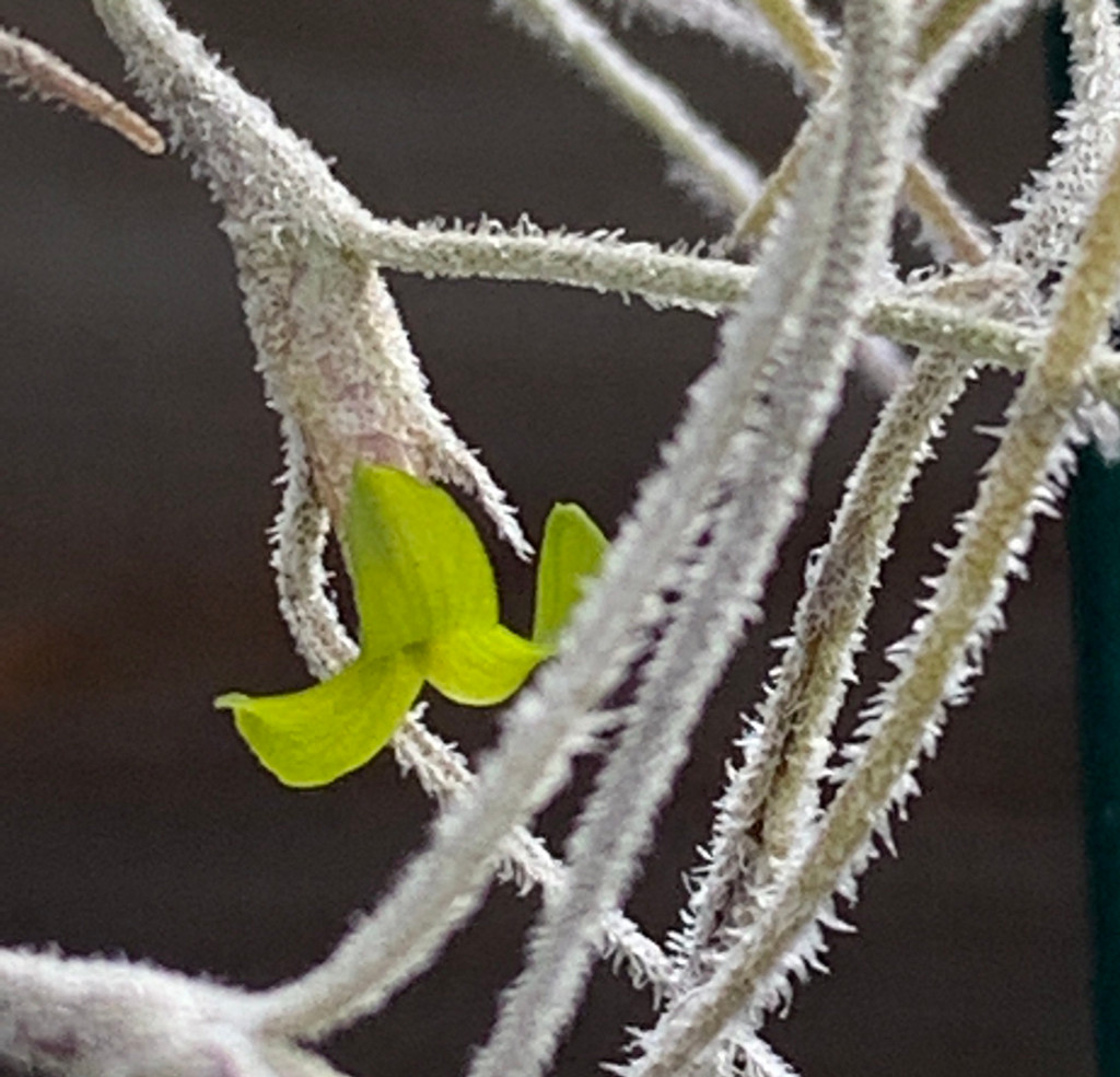 Tillandsia usneoides, standard (Guat)