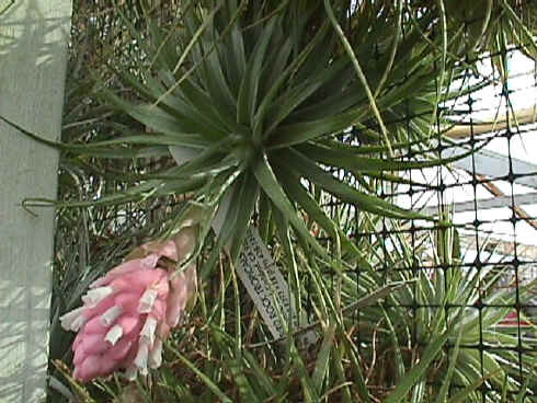 Tillandsia Strawberry Ice (T. stricta, white flowers) - Bird Rock