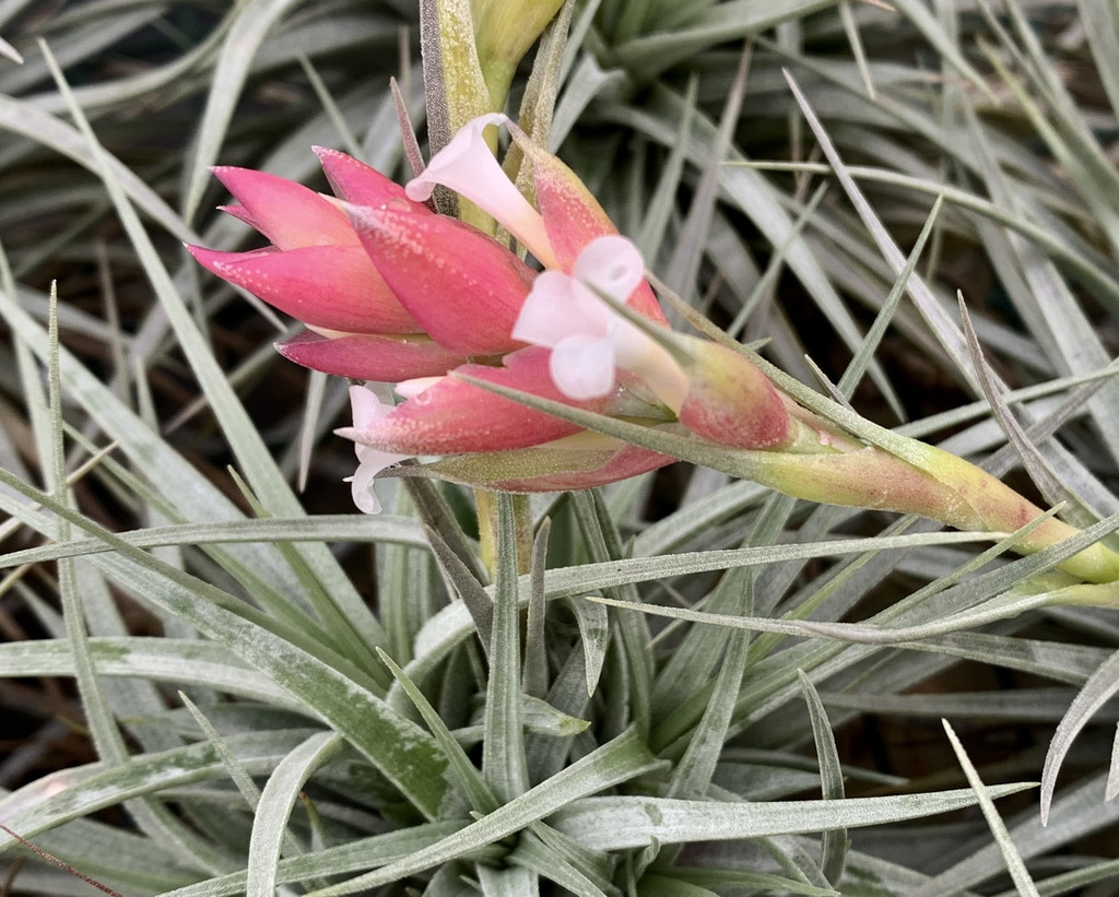 Tillandsia Strawberry Ice (T. stricta, white flowers)