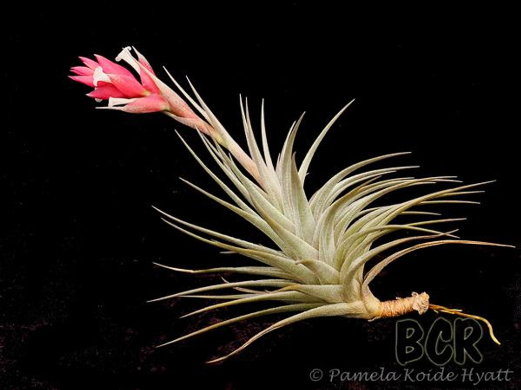 Tillandsia Strawberry Ice (T. stricta, white flowers)