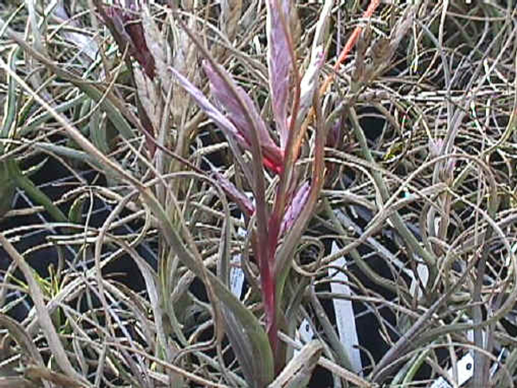 Tillandsia pseudobaileyi