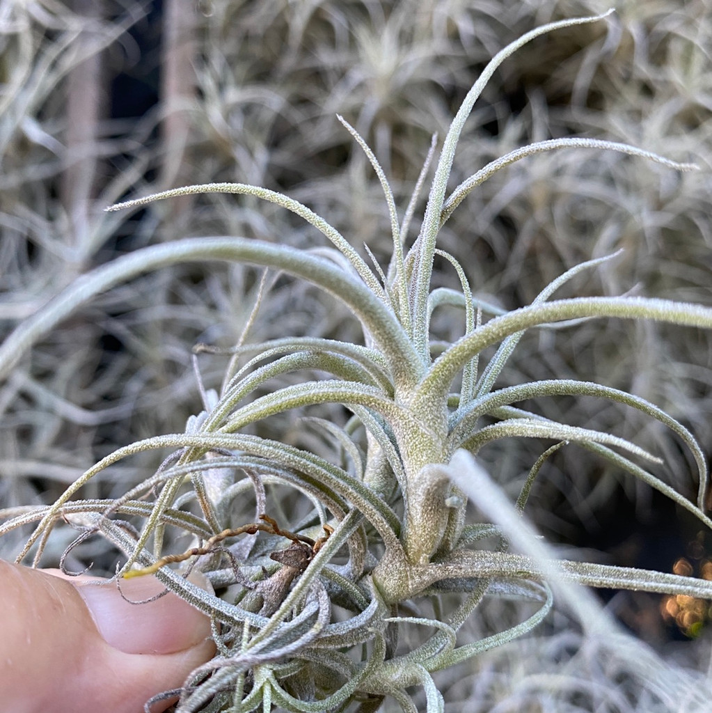 Tillandsia marconae