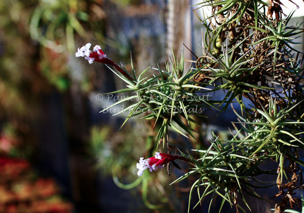 Tillandsia 'Cocoensis' - Bird Rock Tropicals