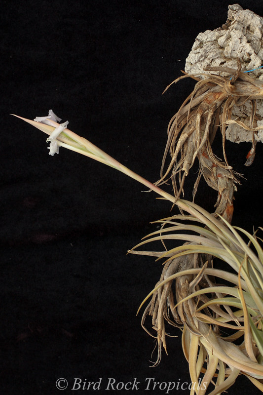 Tillandsia brealitoensis 確認用 Tillandsia prolata - Bird Rock Tropicals