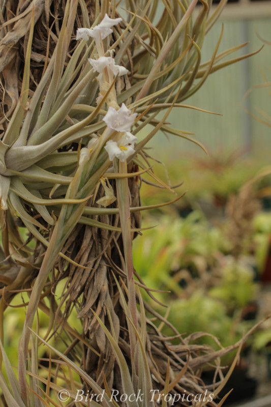 Tillandsia prolata - Bird Rock Tropicals