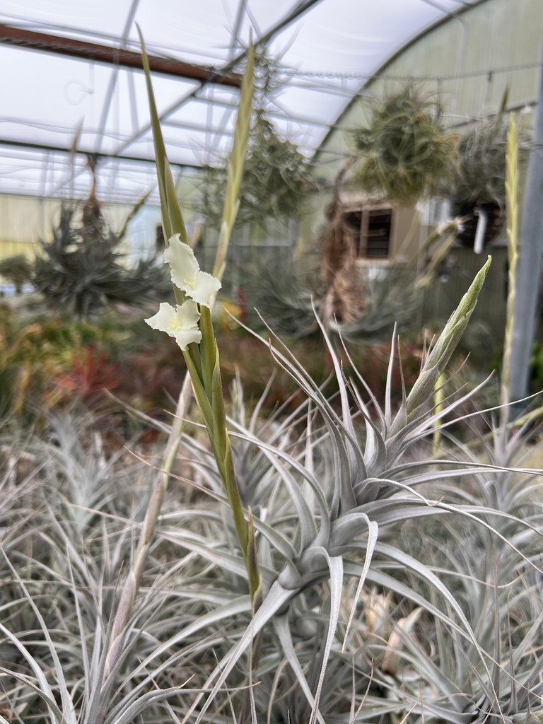 Tillandsia prolata
