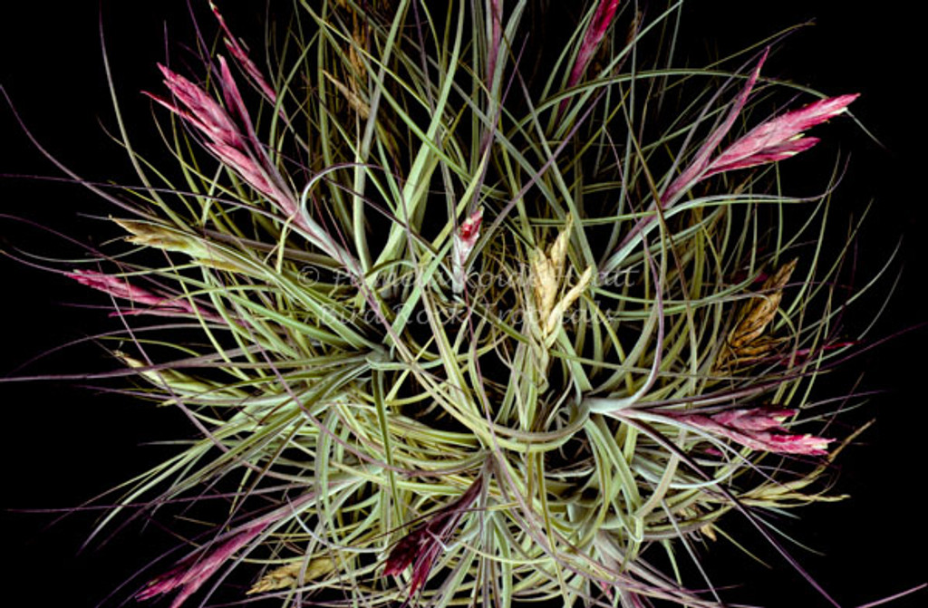 Tillandsia Peltry Jellyfish