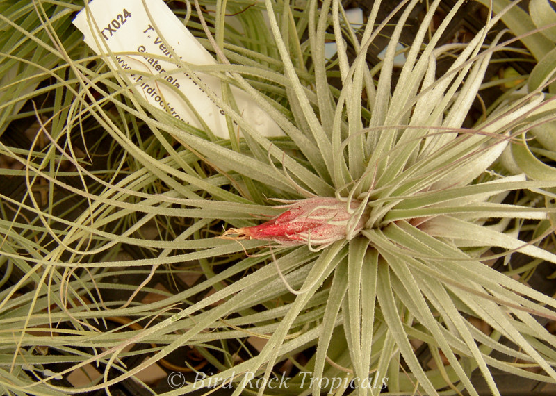 Tillandsia velickiana x magnusiana - Bird Rock Tropicals